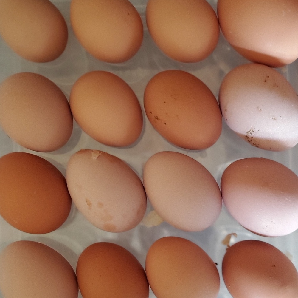 Meet your Posher, Emmy